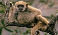 北绒毛蛛猴是国家一级保护动物吗