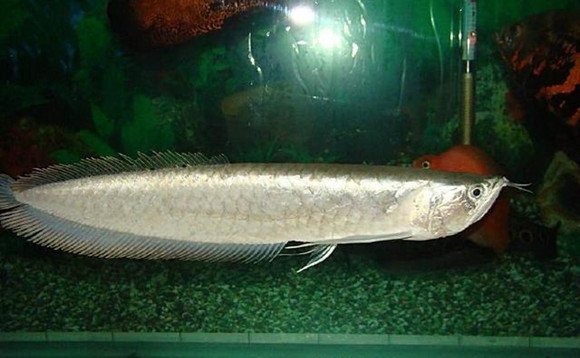 银龙鱼寿命一般有多长