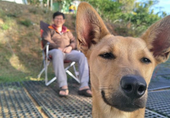 唐狗突然冲入全家福镜头,顿时爱犬成最大亮点 唐狗突然冲入全家福镜头,顿时爱犬成最大亮点