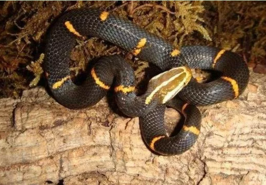 以绝食出名的毒蛇——喜玛拉雅白头蛇