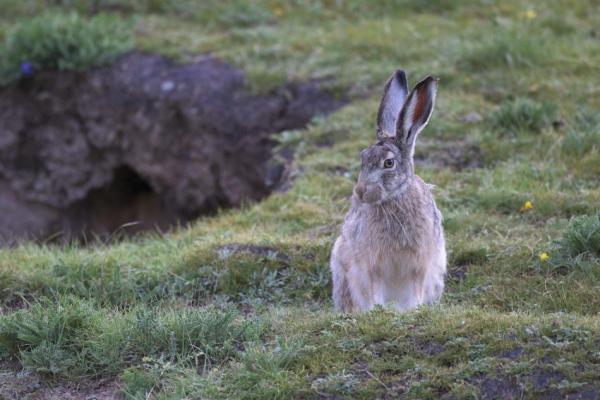 青藏高原上的神奇动物——高原兔，你见过吗？