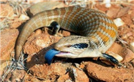 蓝舌蜥吃什么食物