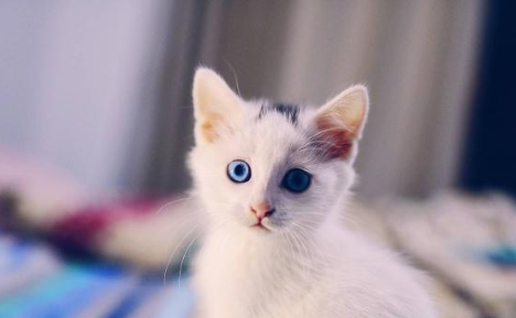 猫咪身上跳蚤最怕什么 猫咪身上跳蚤最怕什么