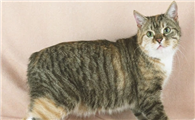 曼岛猫都有什么特征 从性格寿命区分