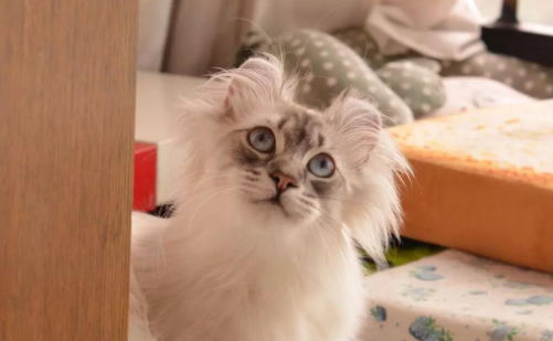 如何打理美国卷耳猫的4个步骤 如何打理美国卷耳猫的4个步骤