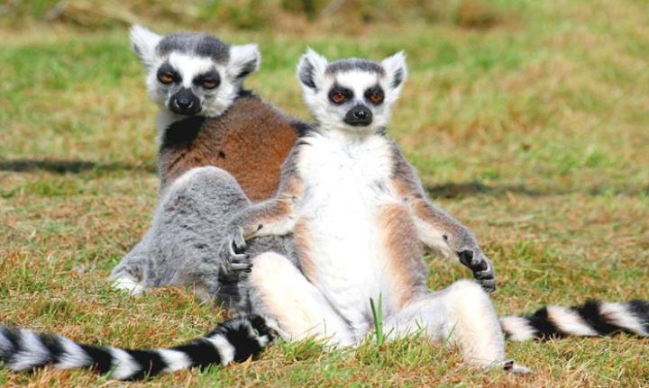 环尾狐猴可以做宠物吗