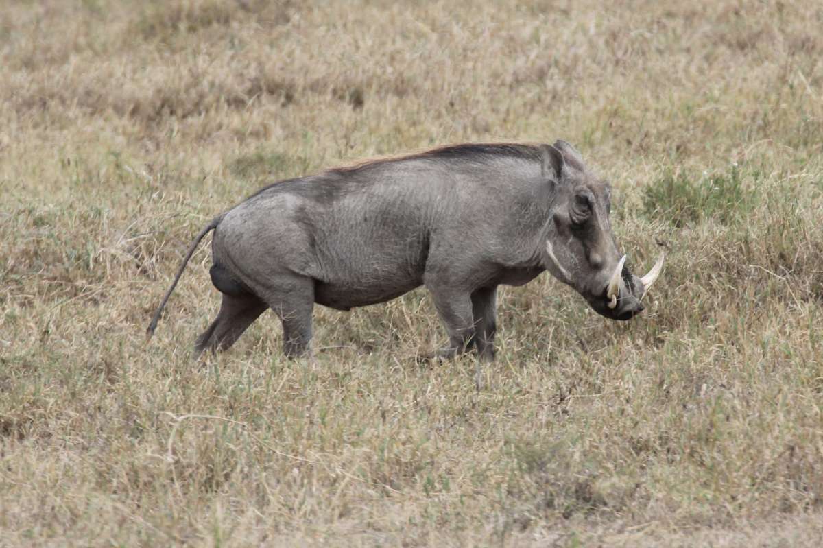 疣猪一只多少钱-宠物网问答