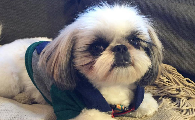想了解西施犬的历史起源