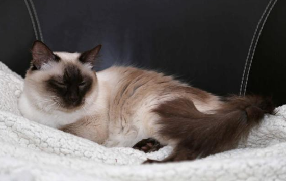阿比西尼亚猫和巴厘猫哪个好养