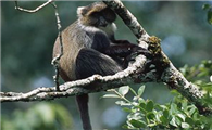 科尔布白领青长尾猴的特点