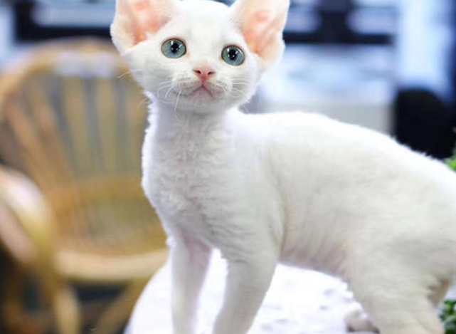 柯尼斯卷毛猫的秘密有哪些 它的来历