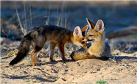 南非狐生活在哪些地方