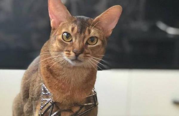阿比西尼亚猫和东奇尼猫打架谁更厉害