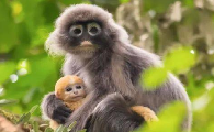 菲式叶猴是国家一级保护动物吗