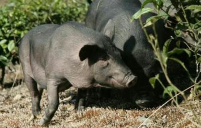 阳新猪能长多大