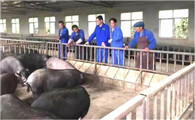 柯乐猪可不可以吃
