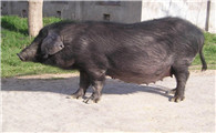太湖猪最大能养多少斤