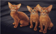 阿比西尼亚猫和金吉拉猫打架谁更厉害
