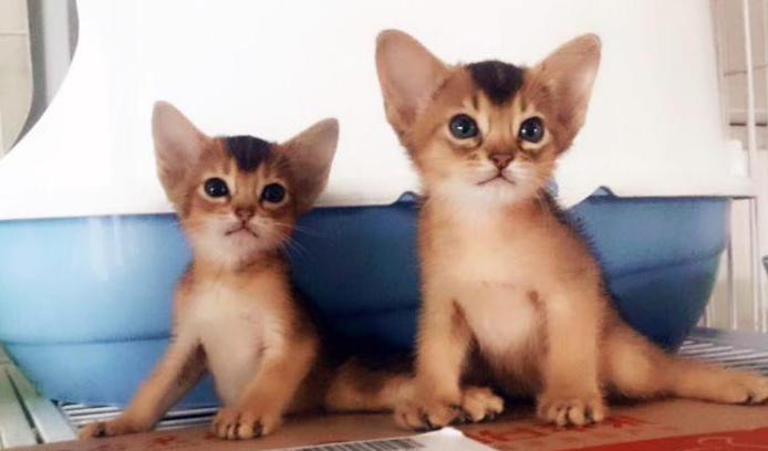 阿比西尼亚猫和埃及猫哪个好养
