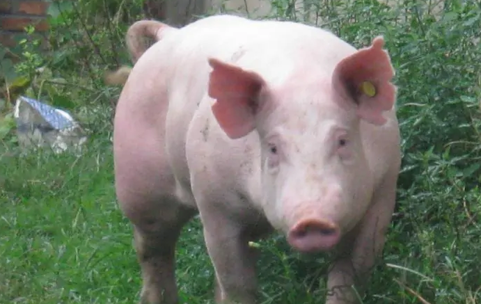 大白猪最大能养多少斤