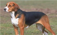 喂养猎狐梗犬需要怎么做