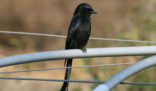 黑卷尾的寿命大概在5-8年左右,对于鸟类来说还是比较长的.