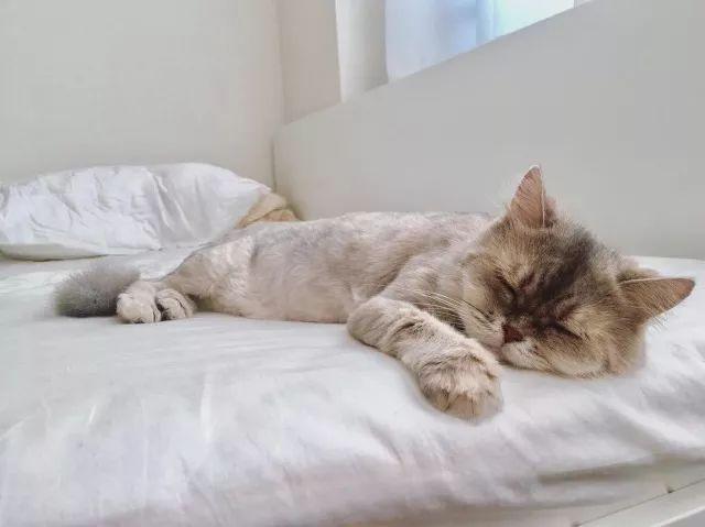 猫整天不吃东西总是睡觉怎么回事