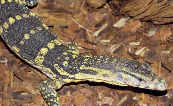 而且,水巨蜥是国家重点保护动物,大家在野外遇到时,千万不可