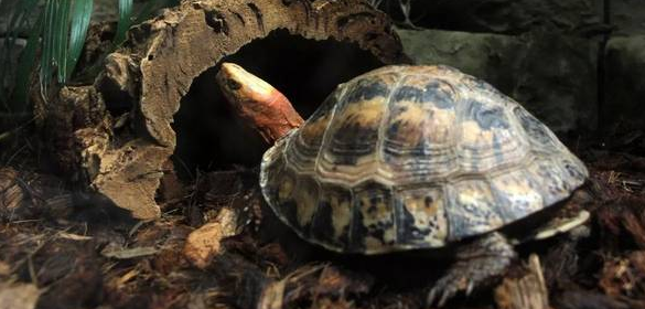濒临灭绝的黄额闭壳龟知识集锦，请查收！
