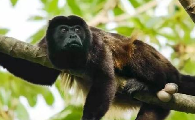 鬃毛吼猴是国家一级保护动物吗