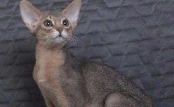 阿比西尼亚猫和东方短毛猫哪个好养