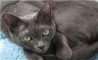 柯拉特猫有哪些象征意义