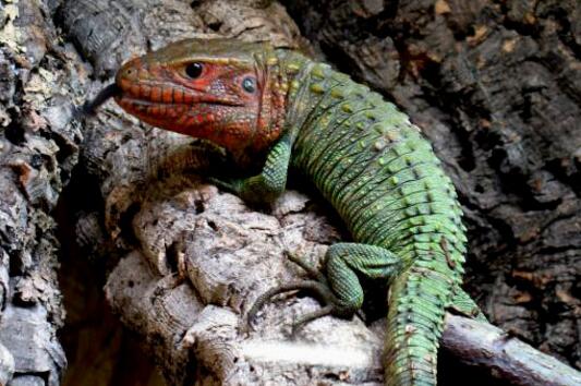 像眼镜鳄,既可以生活在陆地又可以生活在水里,属于半水栖型的一种蜥蜴