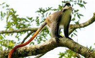 红尾长尾猴吃什么食物