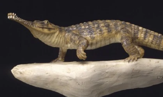 养狂齿鳄犯法吗