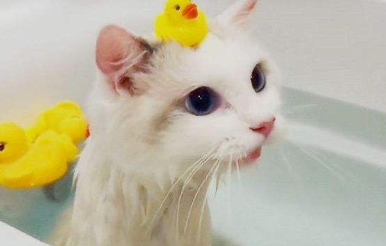 猫怎么洗澡 洗澡的时候需要注意的地方 猫怎么洗澡 洗澡的时候需要注意的地方