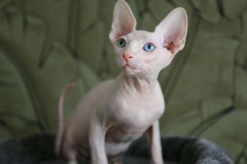斯芬克斯无毛猫的历史来源是什么