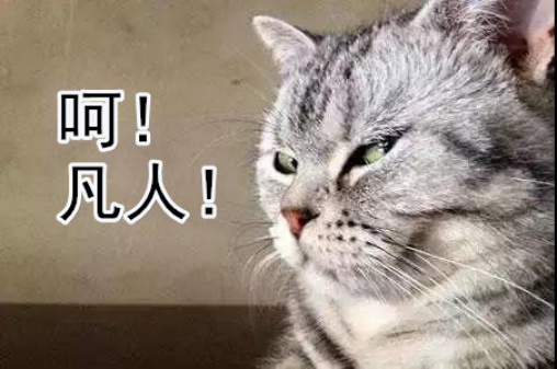 笑翻了！高冷的猫主子居然是只柠檬精，嫉妒使它面目全非~