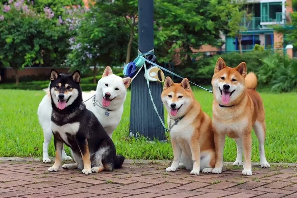 如何抱日本柴犬”