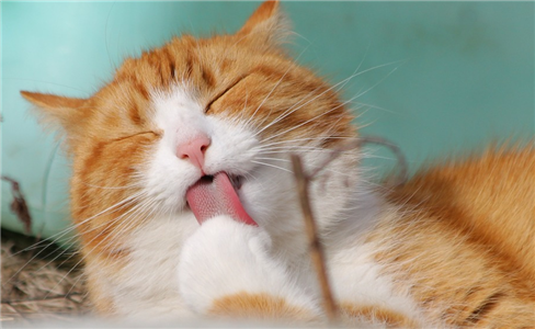 猫咪：哎哟，小老弟，听说你要舔我？