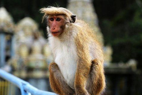 印度瘦猴的价格