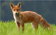红褐色赤狐·046生活在哪些地方