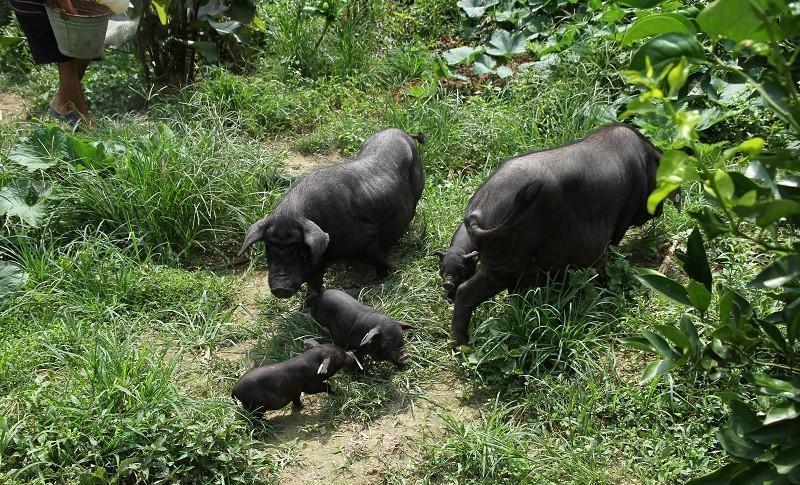 从江香猪是什么样子的