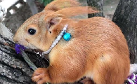 黄山松鼠是保护动物吗
