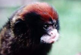 红帽柽柳猴可以做宠物吗