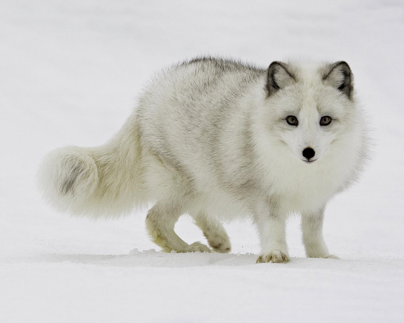 雪狐体貌特征 宠物网问答