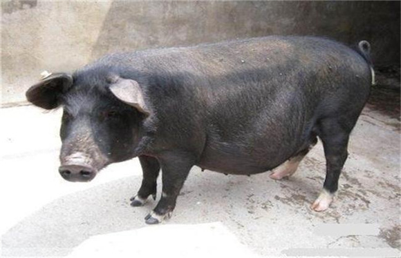 东北民猪去哪买 东北民猪去哪买