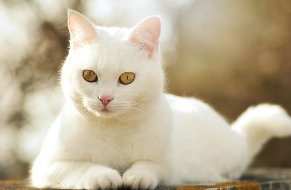 养猫有哪些花费 日常护理物品的选择 养猫有哪些花费 日常护理物品的选择