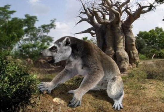 巨狐猴可以做宠物吗巨狐猴体型大,体重能够达到50公斤