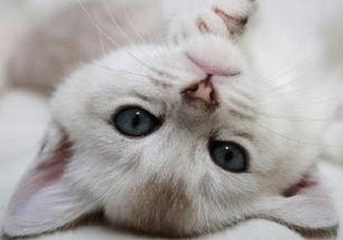 怎么防止波米拉猫走丢 给猫带上防丢设备